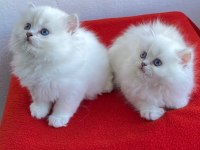 Maviş gözlü safkan british longhair yavrular