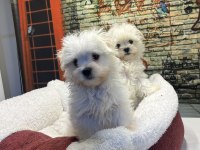 Maltese Terrier Yavru Köpeklerimiz