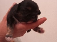 3 adet yavru 2 erkek 1 dişi pekinez