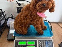 Sevimli son yavru poodle