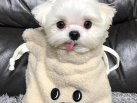 Orjinal safkan morkie