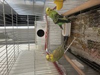 Sağlıklı ve Birbirine Alışkın Muhabbet Kuşu Çifti