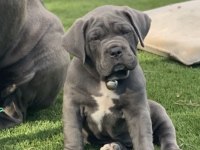 Iyisi değil en iyisi cane corso kapıda ödeme mevcuttur