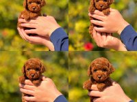Safkan toy poodle yavrularımız