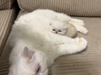 Exotic shorthair cinsi safkan kedimiz