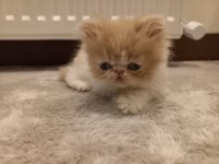 İran Egzotik Longhair 1 Buçuk Aylık Erkek