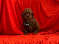 Mersin Toy Poodle