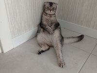 Ücretsiz scottish fold sahiplendirme kedisi