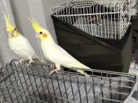3 - 4 aylık bebek sultan papağanı