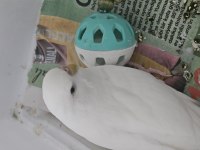 Albino siyah göz dişi kızgın muhabbet kuşu
