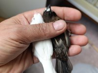 Bengal ispinozu