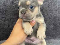 Renkli Gözlü Anatomi Harikası French Bulldog Bebeklerim