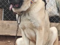 Anadolu çoban köpeği