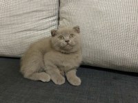 Şirin ve Sevimli Scottish Fold Yavrumuz