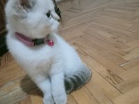 Mavi gözlü blue point british shorthair yavrular