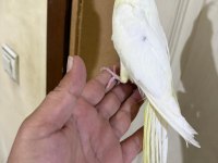 4 AYLIK EĞİTİME AÇIK %100 ERKEK LUTİNO SULTAN YAVRU