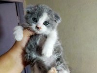 Kedilerimiz yeni yuvalarını gitmeye hazırlar