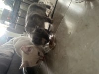 3 aylık british shorthair yavrular