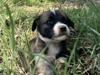 Şirin Yavru Köpekler Sahiplendirilecektir