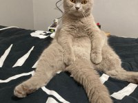 3 yaşında scottish fold kısır kedime yuva arıyorum