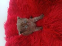 Çikolata british shorthair cinnemon bicolor ve fawn