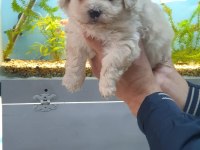 MAltipoo Yavrularımız ırk ve sağlık garantilidir