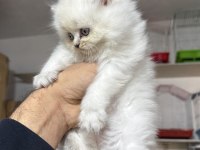 A kalite Top Kafa Dişi British Longhair Yavrumuz