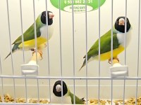 Şampiyonundan jumbo gouldian finch gökkuşağı ispinozu