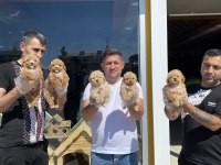 WC EĞİTİMLİ MALTİPO YAVRULAR TOY POODLE YAVRULAR ANK