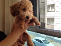 Dişi 6 aylık aşıları tamam poodle