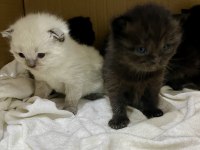 Bluepoint scottish fold ve straight bebekler rezerveye açık