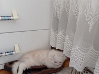 Chinchilla yavrularımıza aile arıyoruz