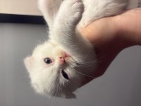 1.5 Aylık Biri Dişi Diğeri Erkek Exotic Shorthair