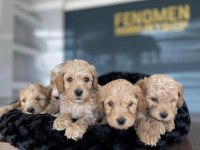 MALTESE YAVRULAR MALTİPO YAVRULAR TOY POODLE YAVRULAR