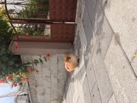 Tosbik köpeğimiz lola