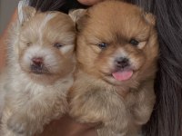 Erkek ve dişi pomeranian boo yavrularımız