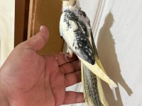 52 Günlük Harika Bebek Sultan