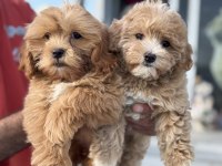 Petmode köpek çiftliğinden kore maltipoo yavrular