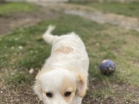 Sahiplendirilecek köpeğimiz