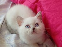 Gerçek bir dost kedi ise istediğiniz tamda doğru yerdesiniz