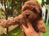 Show kalite kore redbrown toy poodle yavrularımız