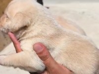 Şampanya labrador yavruları
