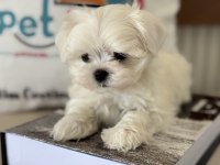 En iyisini arayanlar içi petmode köpek çifrliğinde