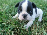 Orijinal Erkek French Bulldog Yavrular