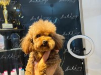 Sevgi ile bakılan toy ve teacup (bardak) Boy Poodle yavrular