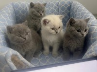 1.5 Aylık 4 tane saf British Shorthair yavrularımız