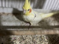 Damızlık sultan papağanı lutino