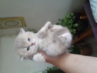 Scottish fold ve scottish straight dişi ve erkek
