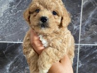 Orjinal maltipoo yavrular