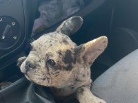 French bulldog merle erkek yavru